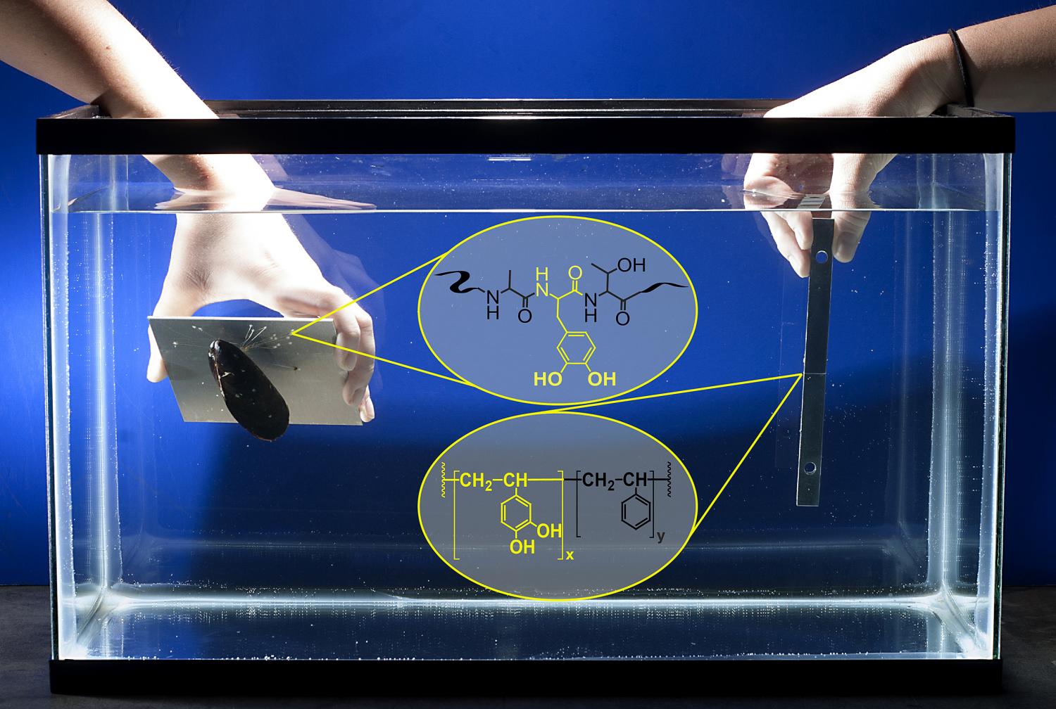 Bio-Based Glue Created By Scientist That Can Function Under Water