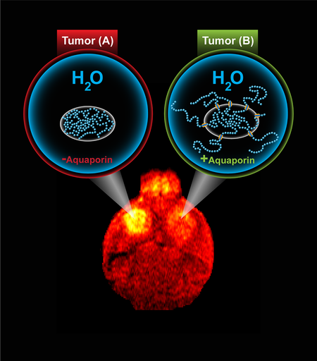 MRI For Gene Expression Visualization