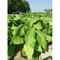 Organic Tobacco Market