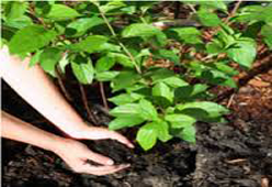 Biological Organic Fertilizer Market