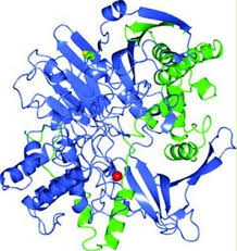 Global 7-ADCA Market Research Report 2017-2022