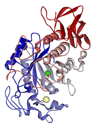 Amylase Market