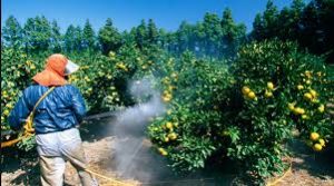 Botanical Pesticides Market