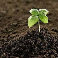 Global Peat-based Soils Market Research Report Forecast 2017-2021