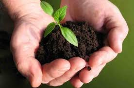 Phosphate Solubilizing Bacteria Bio-fertilizers Market