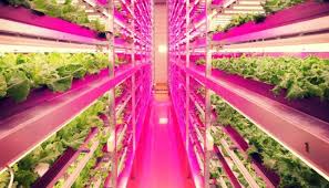 Agricultural Plant Growth LED Lights Market