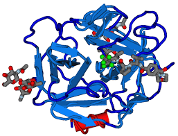 Alkaline Protease Market