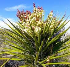 Yucca Mohave Extract Market