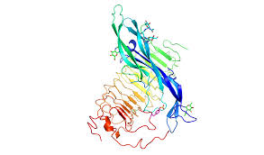 Follicle Stimulating Hormone