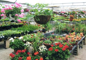 Greenhouses Market