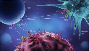 Immune Checkpoint Inhibitor