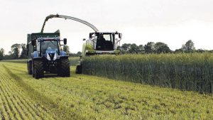 Rye Silage