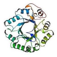 Cellulase 