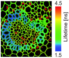 Fluorescence Lifetime Imaging Microscopy