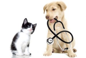 Pet Insurance Market