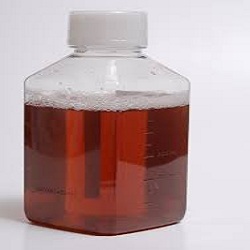 Fetal Bovine Serum