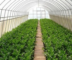 Greenhouse Horticulture