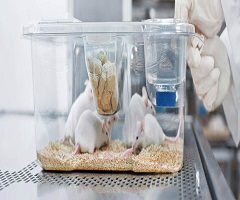 Laboratory Animal Housing Cage