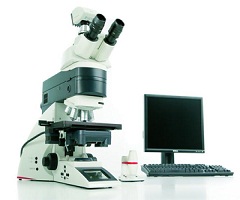 Laser Capture Microdissection