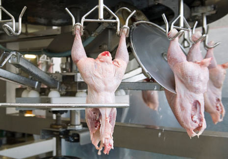 Global Poultry Meat Processing Equipment Market