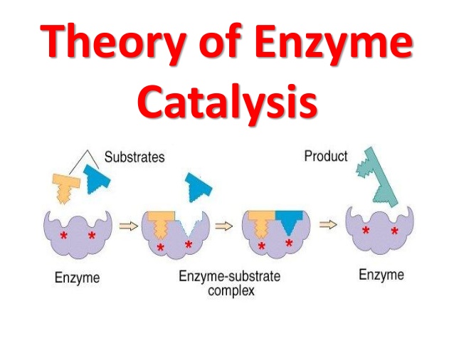 Enzymatic Catalyst Market