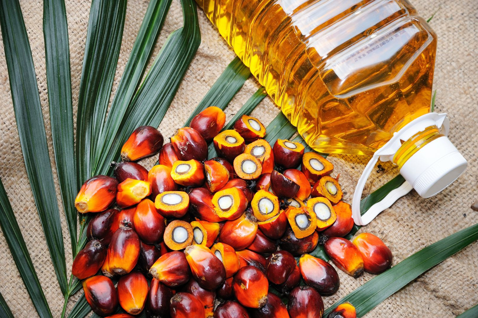 The Palm Kernel Oil Market: A Niche Powerhouse in the Global Oils & Fats Landscape